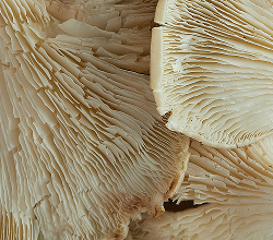 D-Ribosa