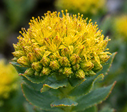 Rhodiola