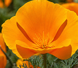 Amapola de california