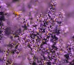 Extracto de lavanda