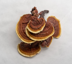 Reishi