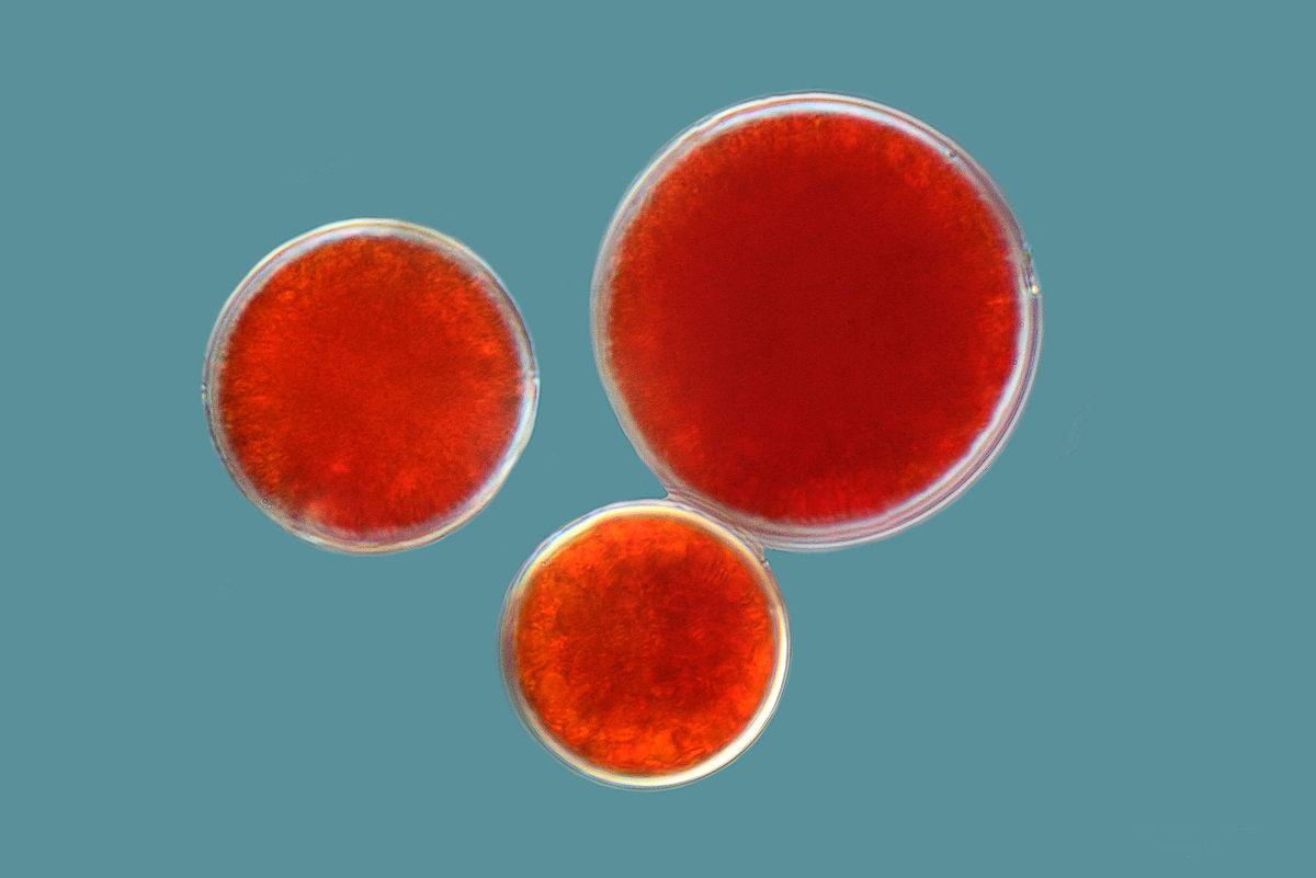 Astaxantina: el mejor antioxidante natural