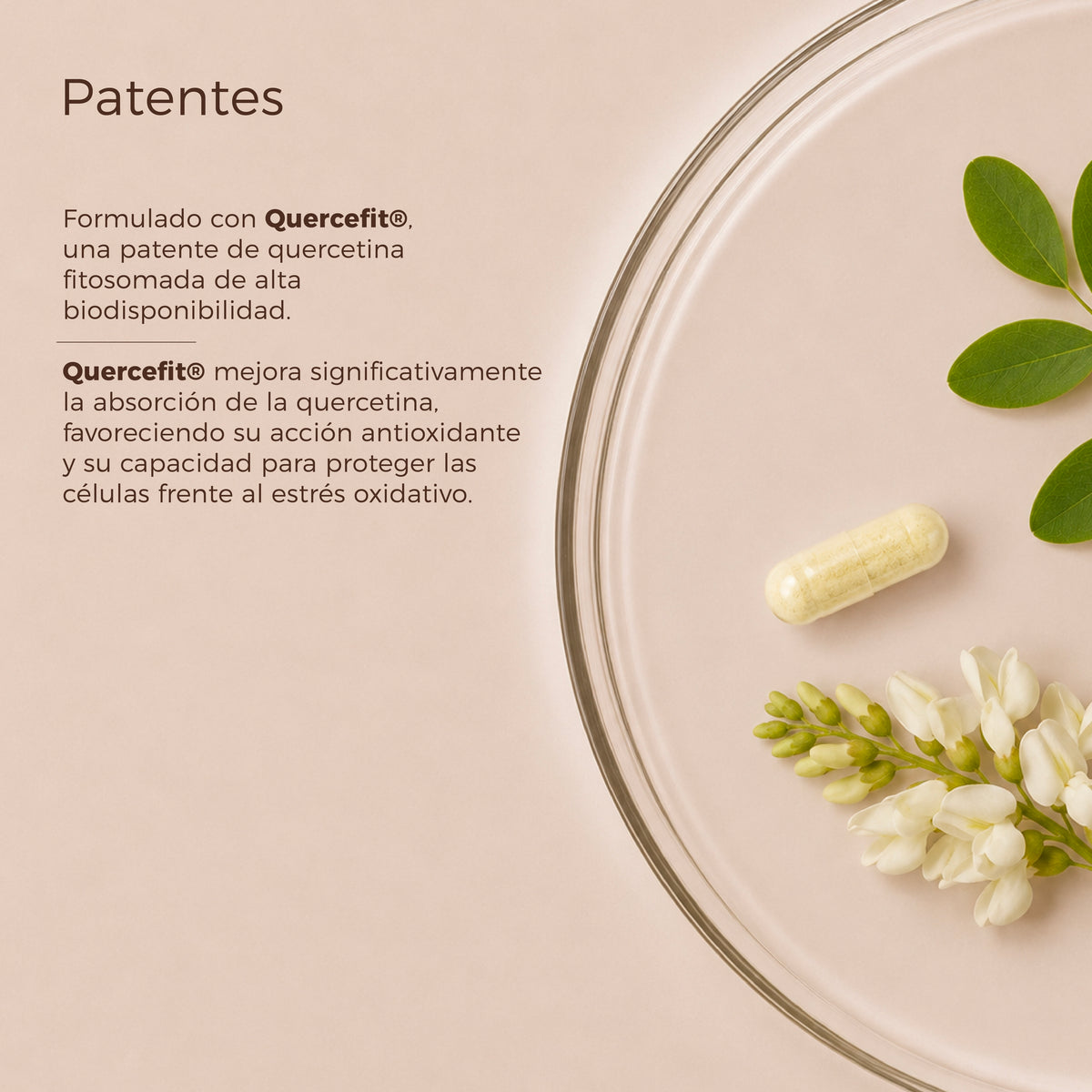 Trans Resveratrol + Quercetina