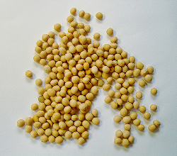 Espermidina