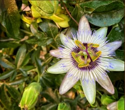 Extracto de pasiflora